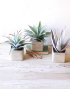 Artificial Succulent w/ Square Pot-3 Styles