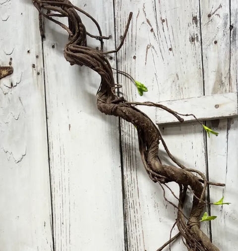62" Jungle Vine