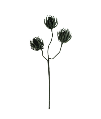 Black Botanica