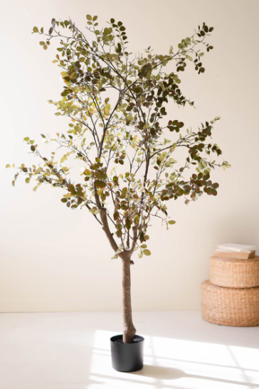 Crepe Myrtle Tree in Black Pot