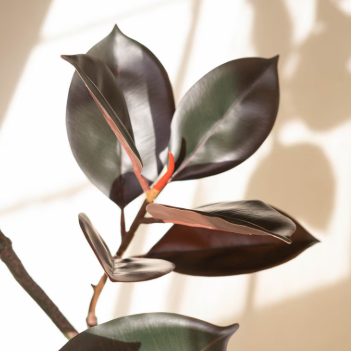 Real-Touch Rubber Tree in Pot