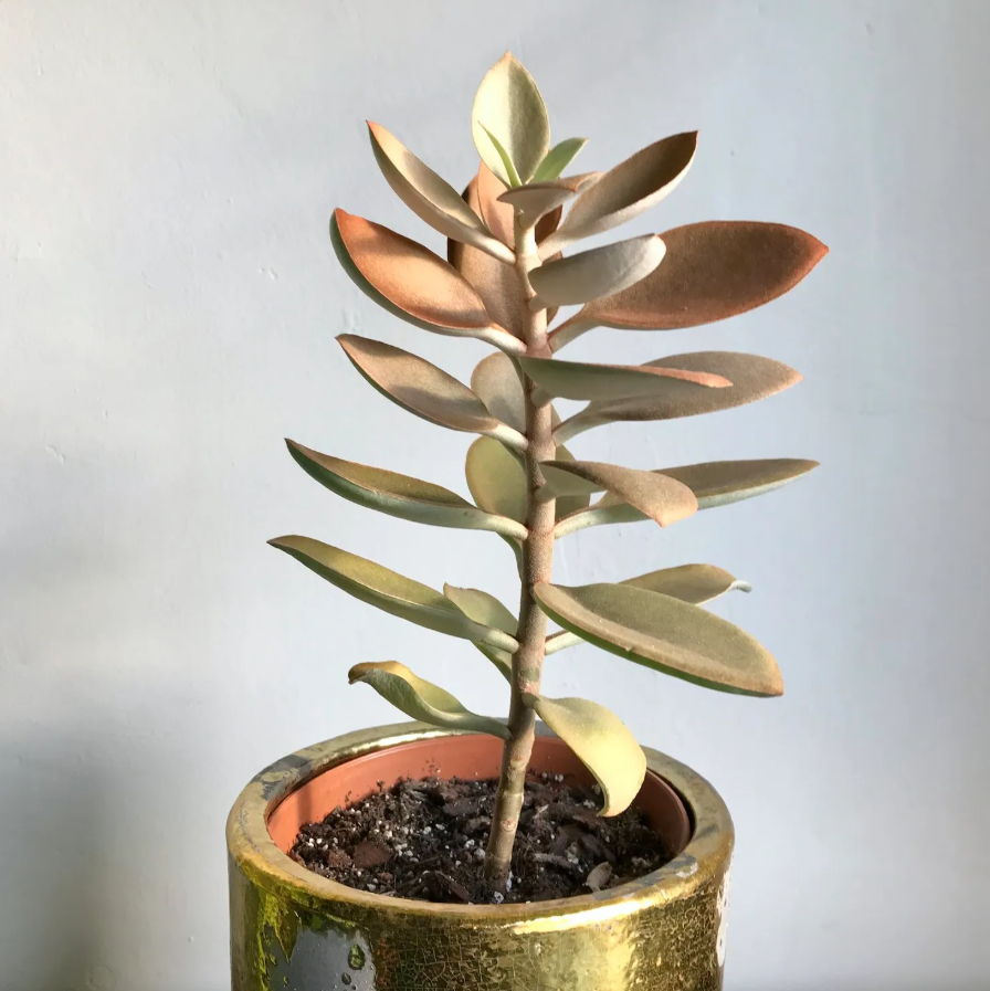 LIVE Kalanchoe Orgyalis