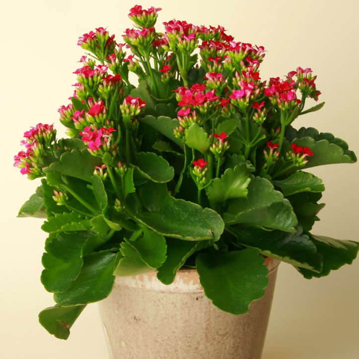 LIVE Kalanchoe Blossfeldiana