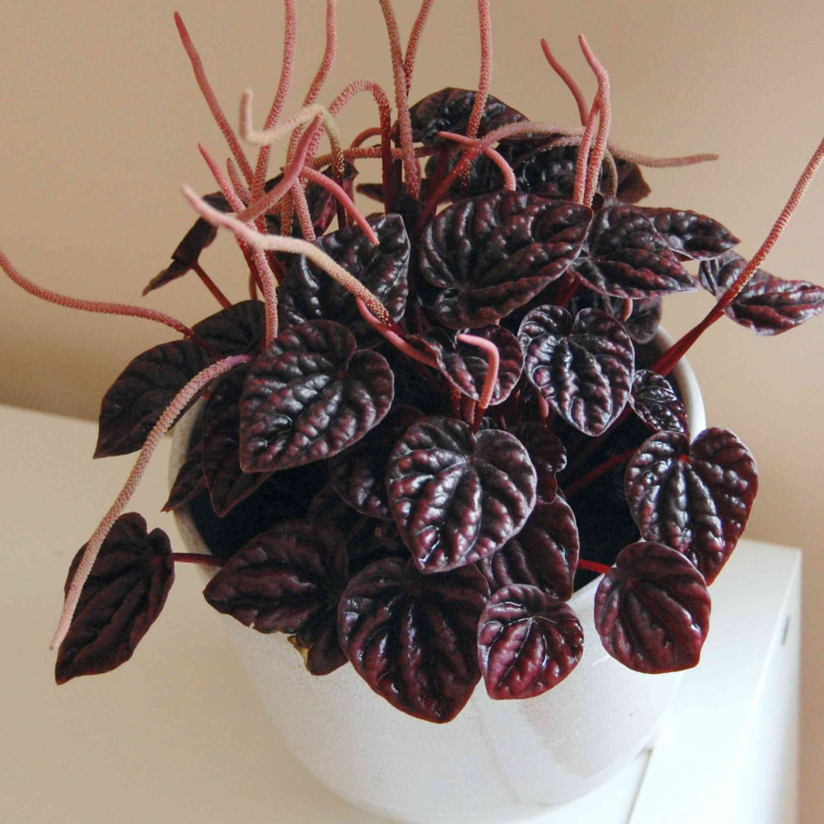 LIVE Peperomia Caperata