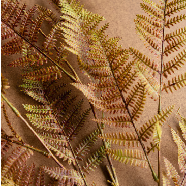 Autumn Fern Stem