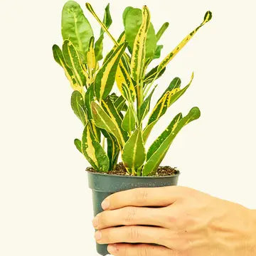CROTON 'BANANA'