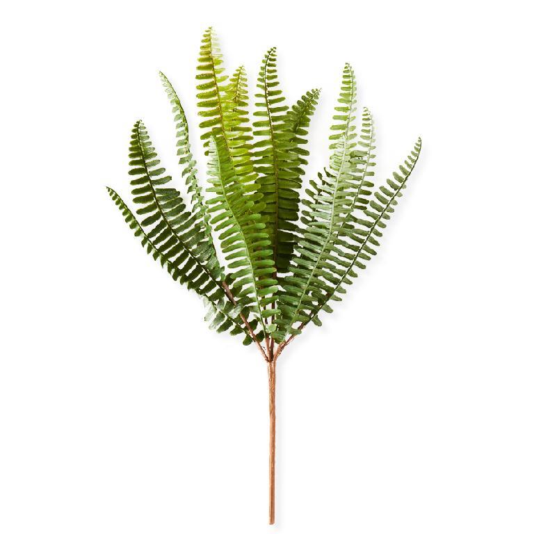 14.5" Fish Bone Fern