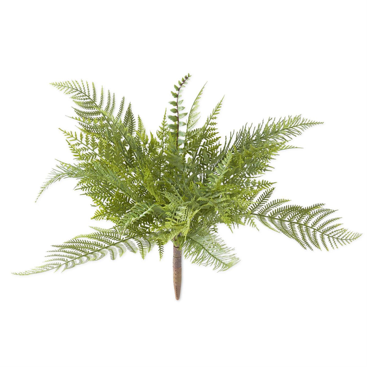 MIXED FERN STEM