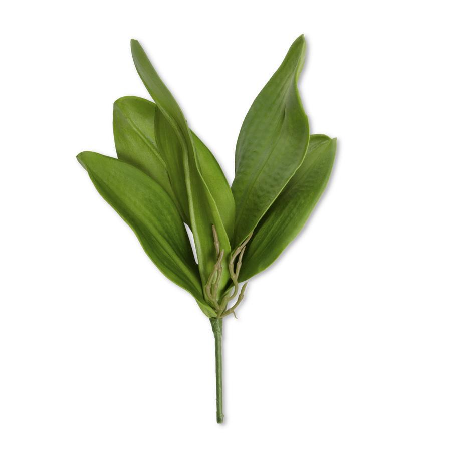 RT ORCHID LEAVE