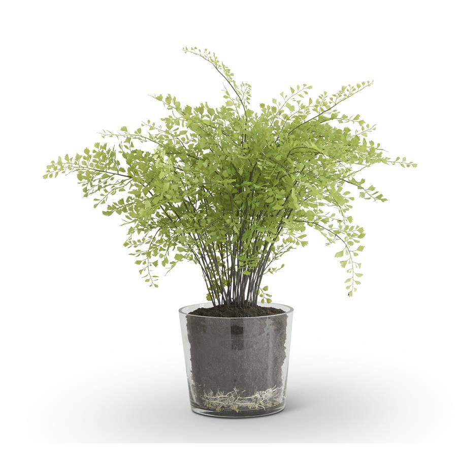 22"FERN IN GLASS CONTAINER