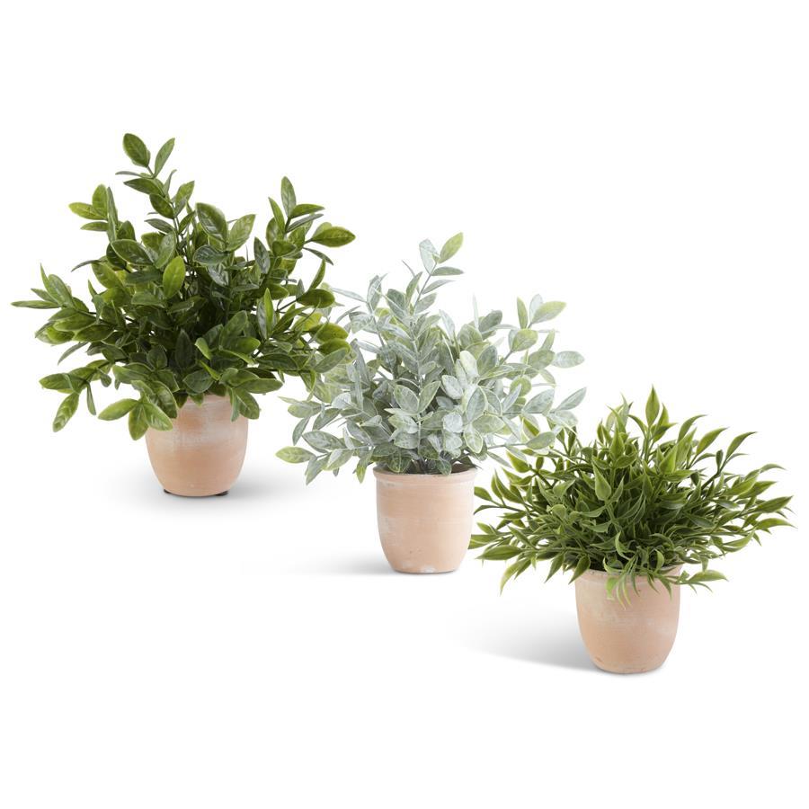 11" HERBS IN TERRACOTTA POT