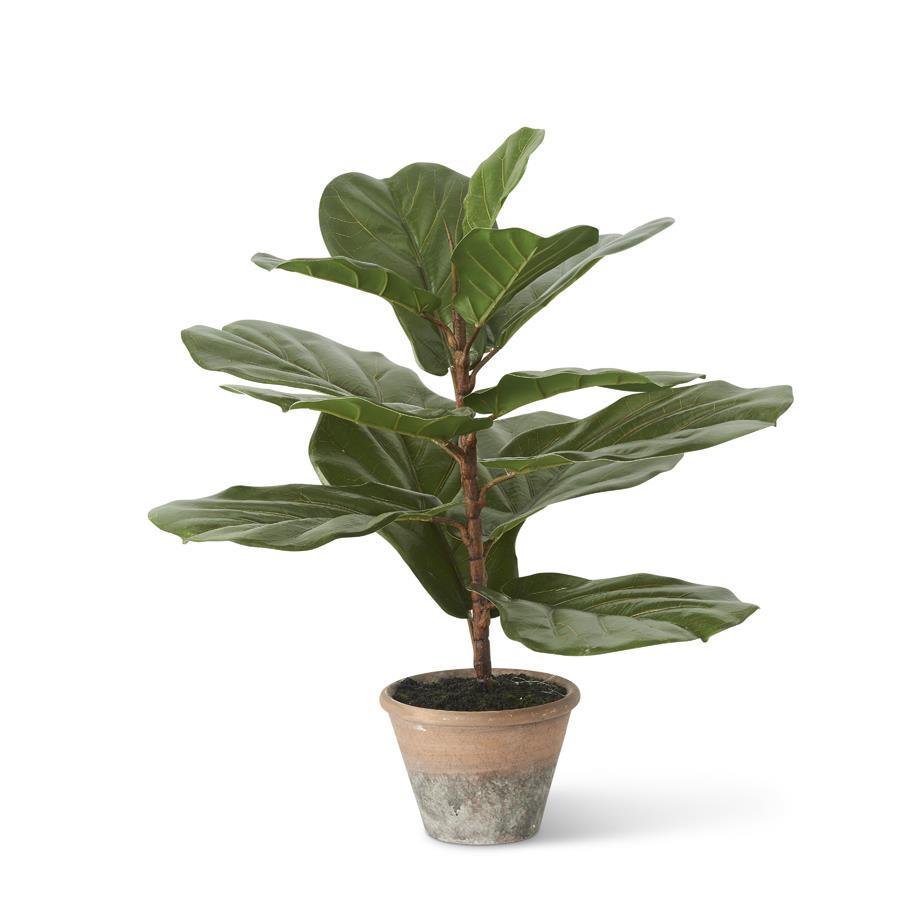24" LEAF FIG TREE