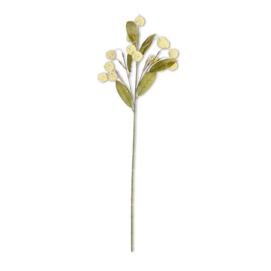 30" CREAM BILLY BUTTON