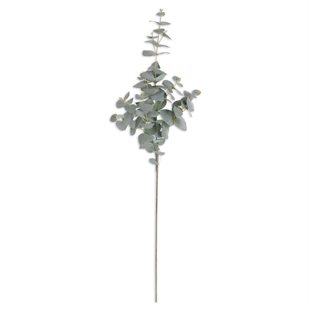 POWDER GREEN EUCALYPTUS