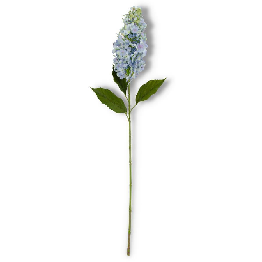 BLUE CONE HYDRANGEA
