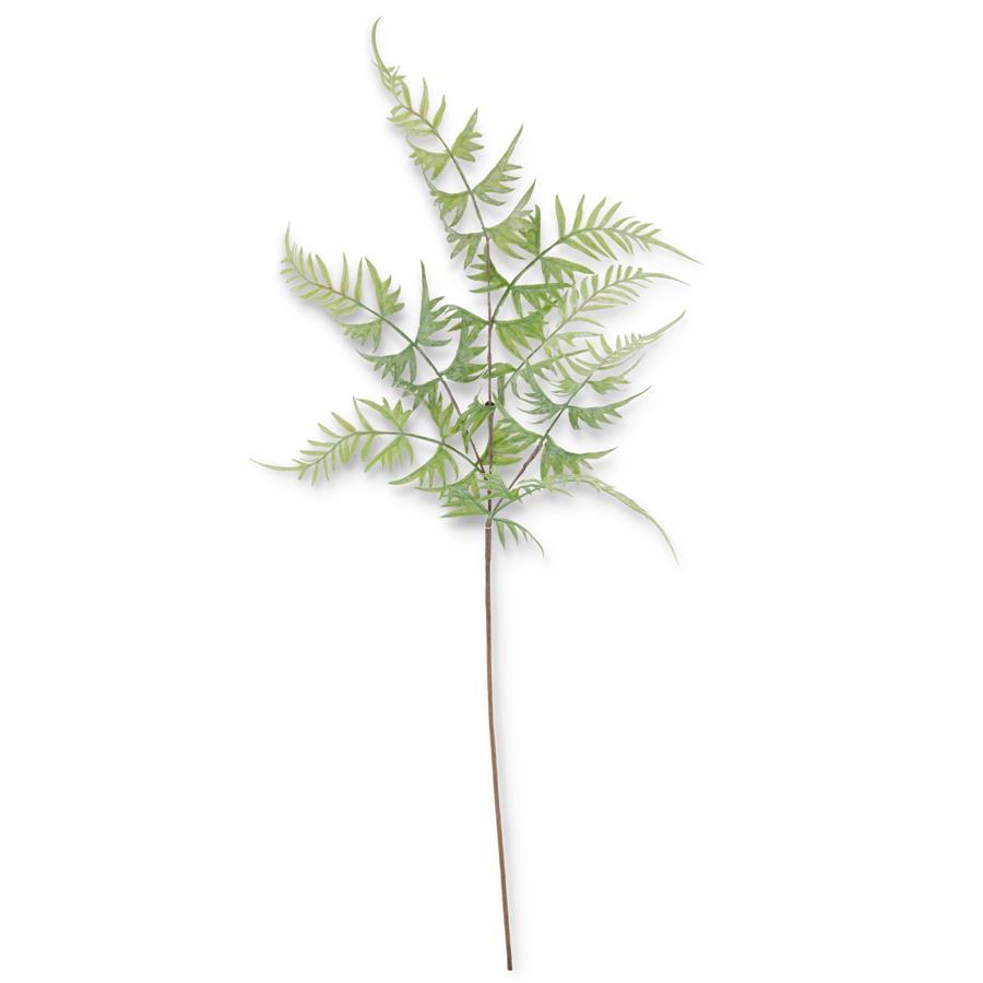 31" PARSLEY FERN