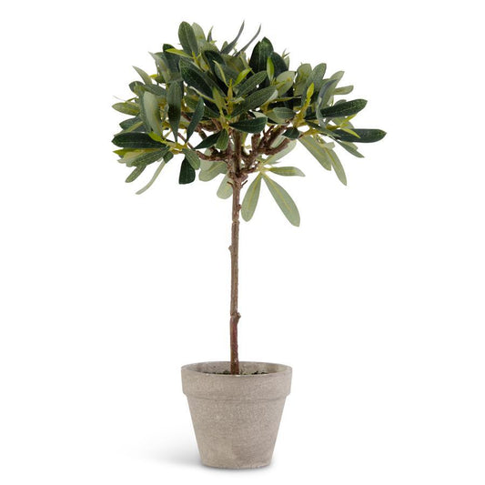 13" POTTED OLIVE TREE