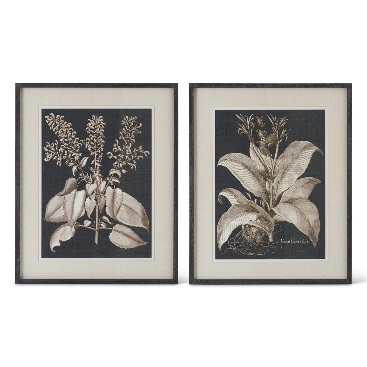 BLACK AND WHITE OLIVE PRINTS