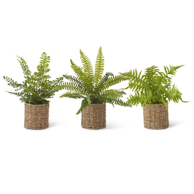 FERN IN WOVEN BASKET