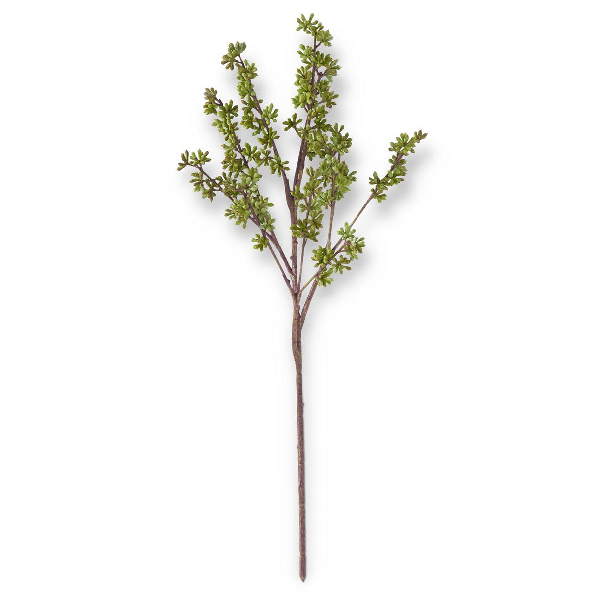 24.5" EUCALYPTUS BUD