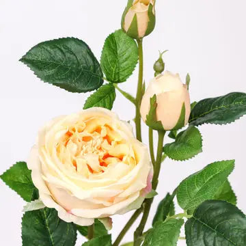 30" 3-Head Real Touch English Austin Cabbage Rose Stem 30"-Champagne