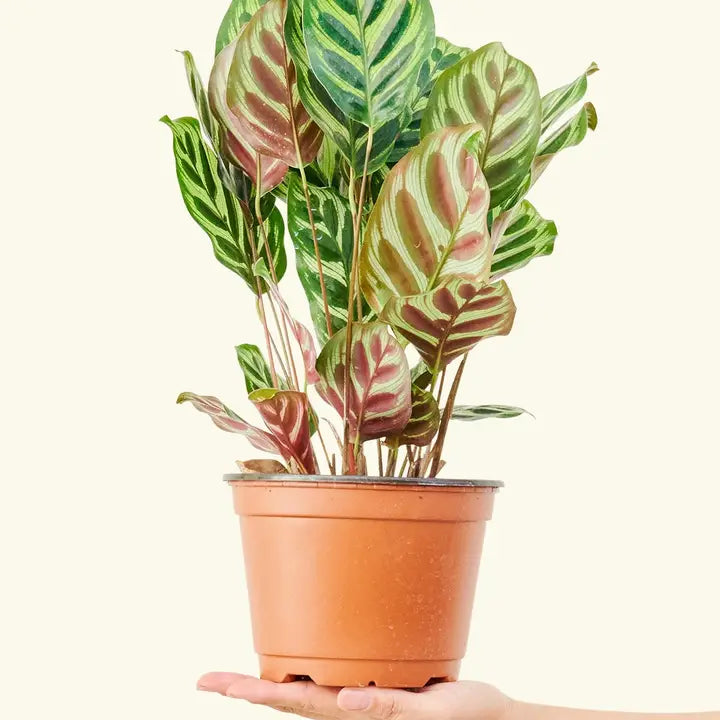 PEACOCK PLANT