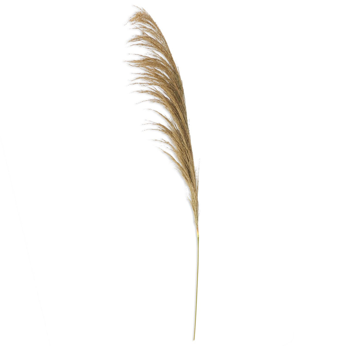 45" NATURAL PAMPAS STEM