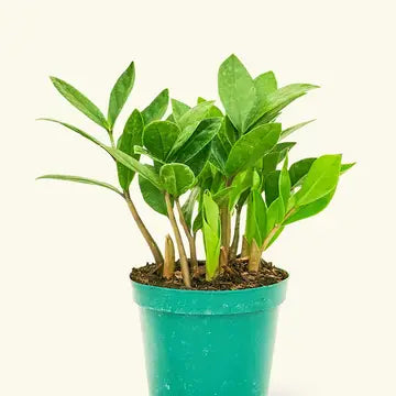 ZZ PLANT