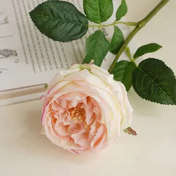 17"Premium Real Touch English Austin Cabbage Rose Stem - Cream Pink