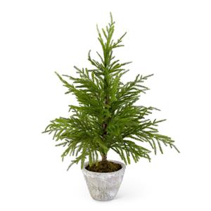 30" Norfolk Pine Tree in Gray Pot