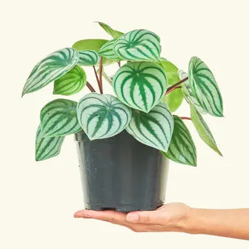 WATERMELON PEPEROMIA