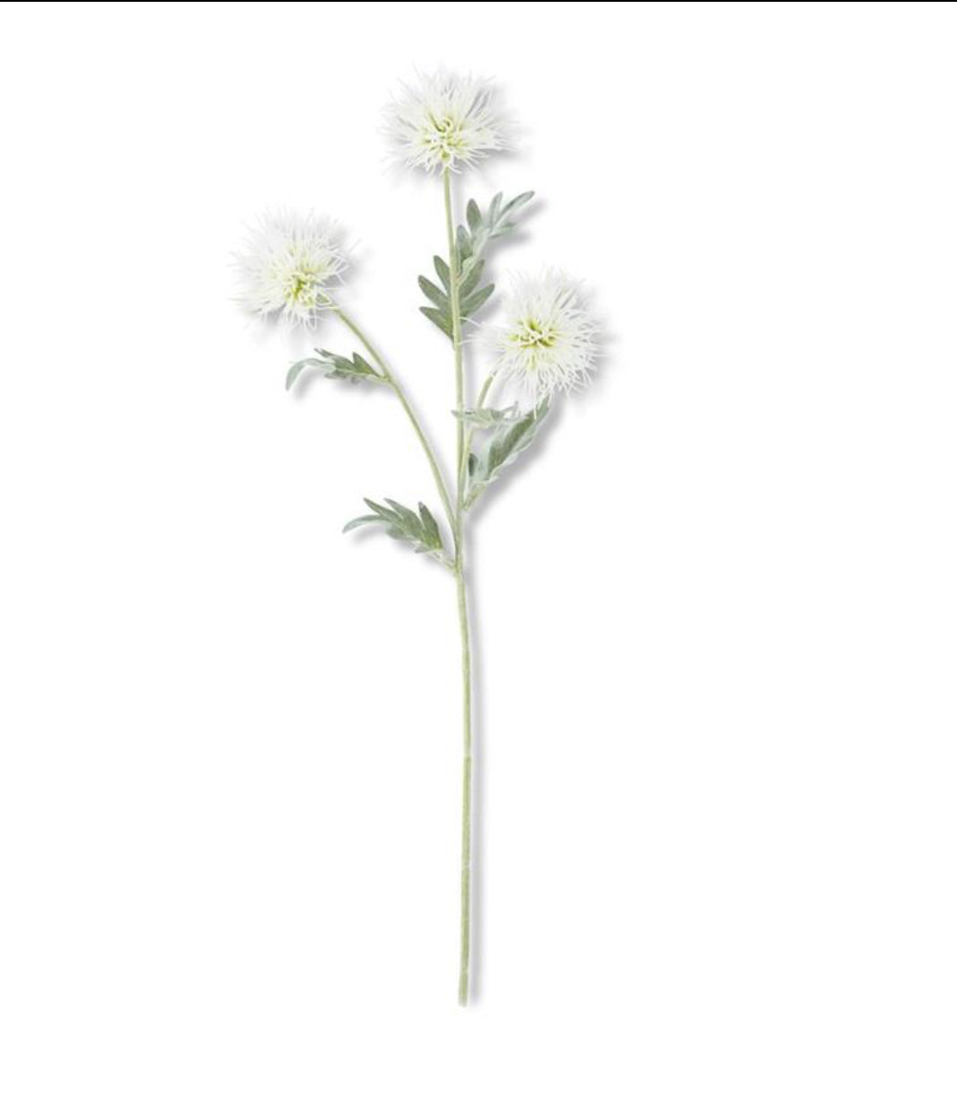 White Cactus Dahlia
