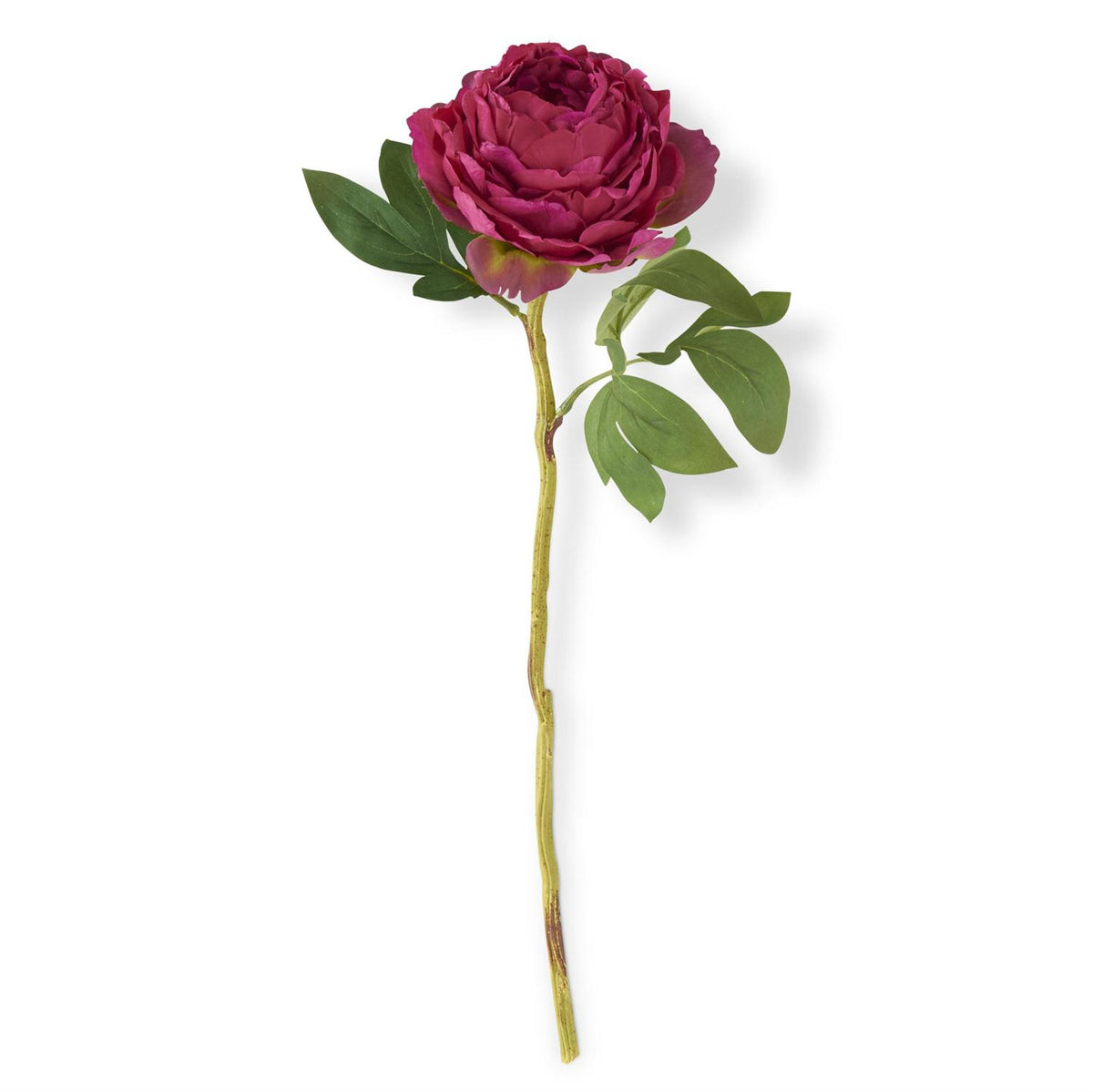 Fuchsia Peony