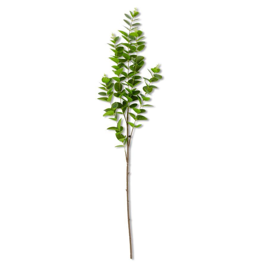 Drk Grn Eucalyptus
