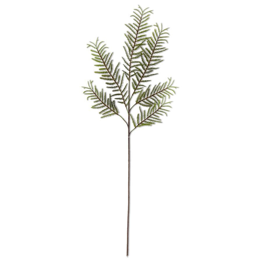 Cypress Fern