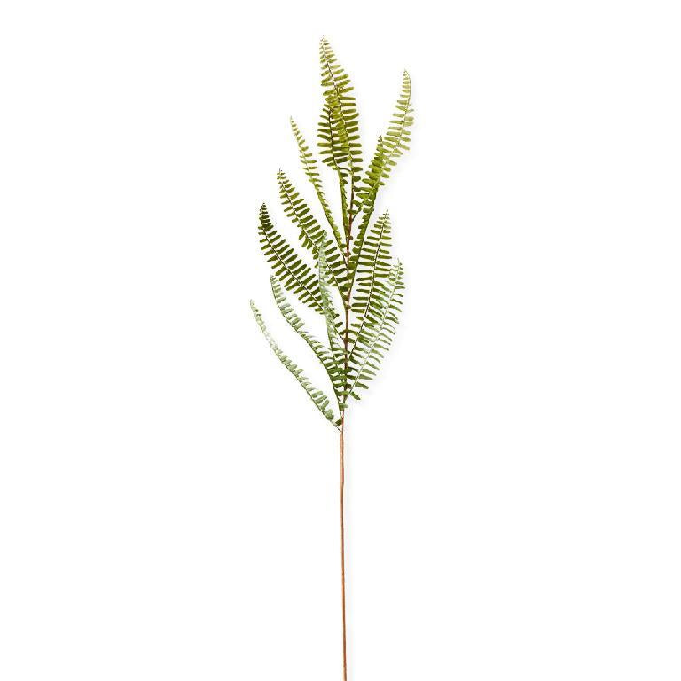 Fish Bone Fern