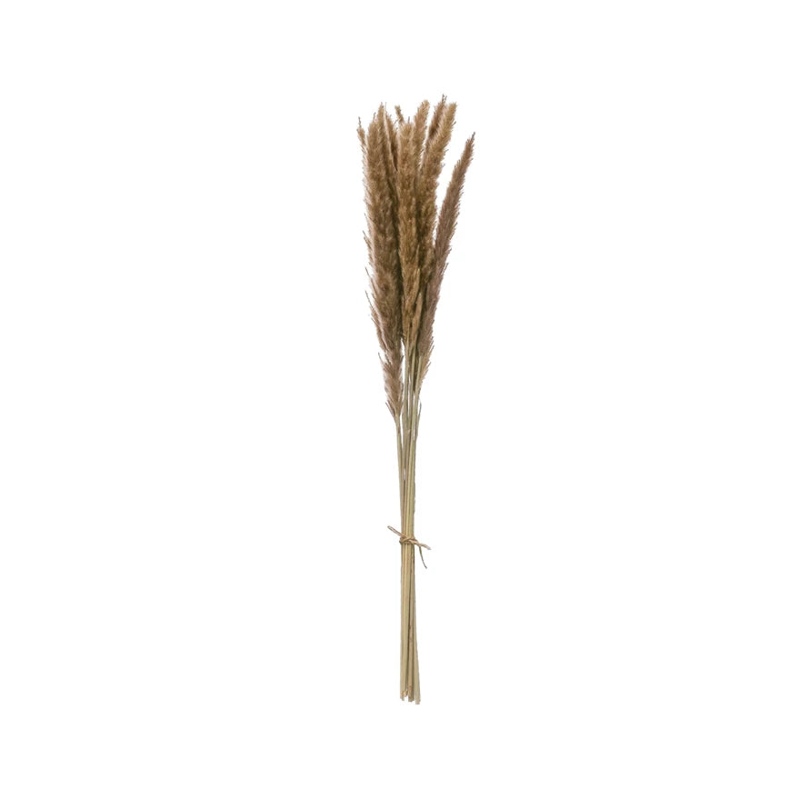 Dried Fountain Grass