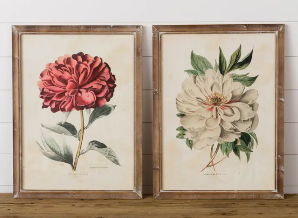Vulcan Peony - 2 STYLES