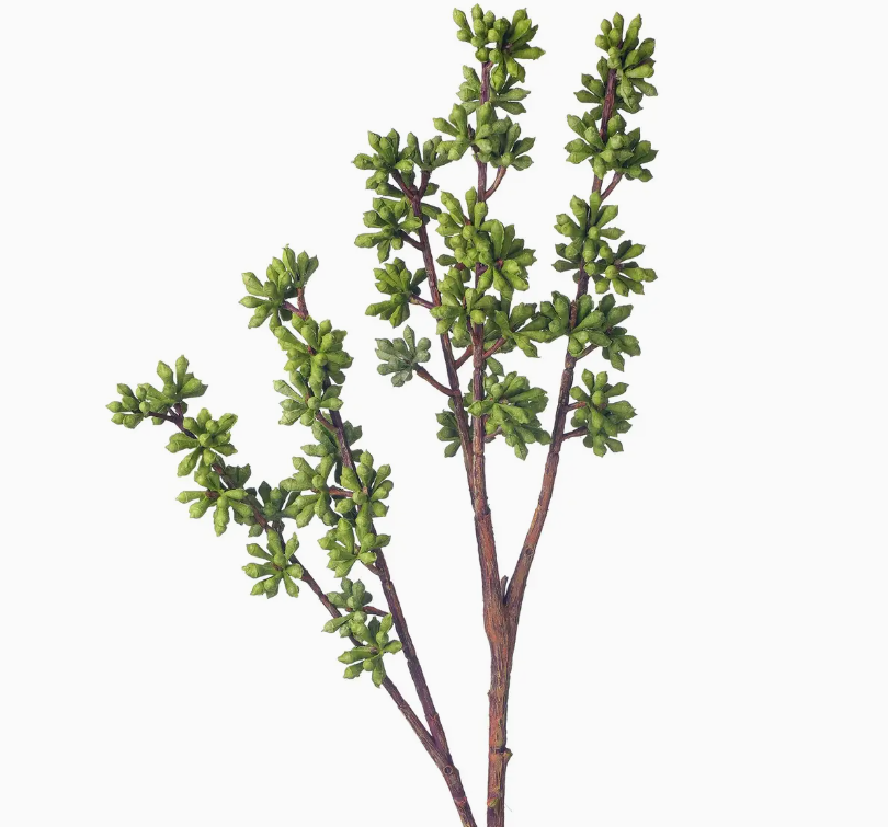 20" Soft-Touch Sedum Nut Spray