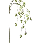 Hanging Irish Moss Spray