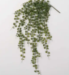 Hanging Leaf Bush