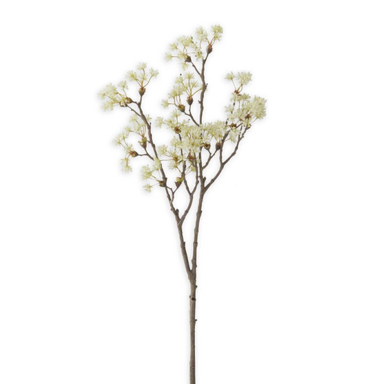 Queen Anne Lace Branch