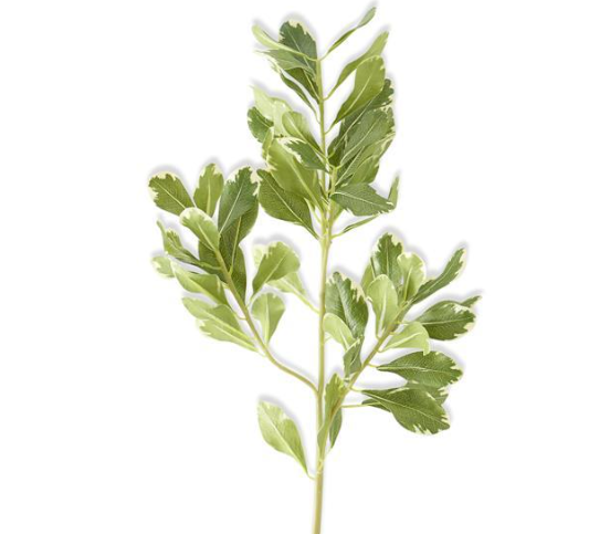 28" Pittosporum Leaf Stem