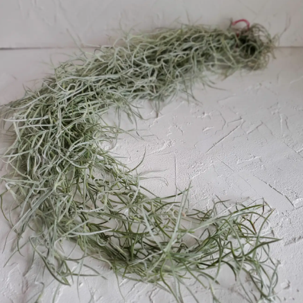 LIVE Air Plant Spanish Moss