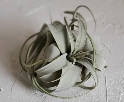 LIVE Air Plant Tillandsia Xerographica