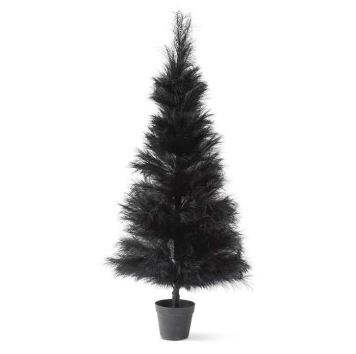 5' Black Pampas Grass Tree