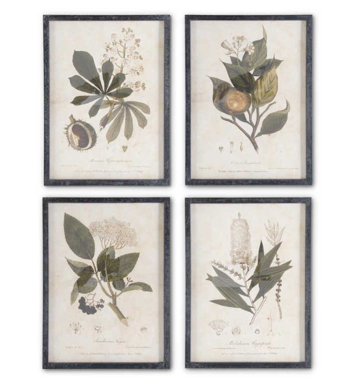 Dark Fir Wood Framed Botanical Art