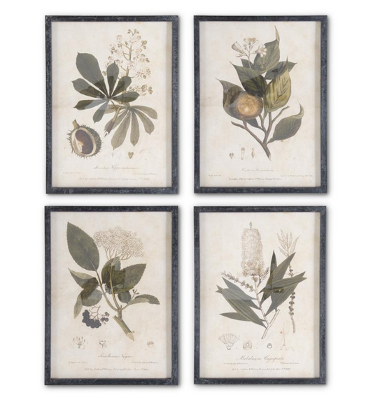 Dark Fir Wood Framed Botanical Art