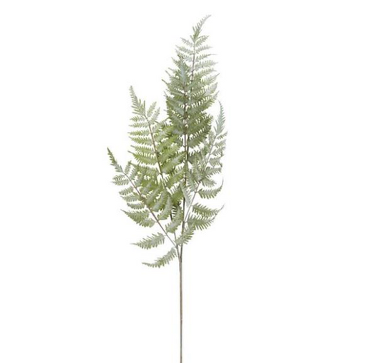 Ostrich Fern Stem