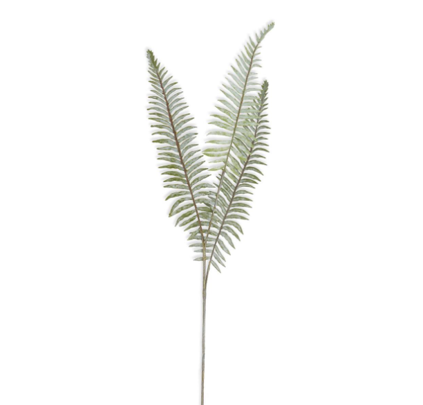 Boston Fern Stem